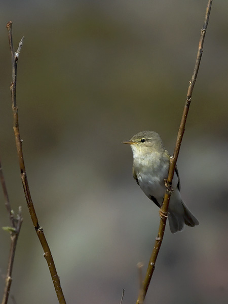 Pajulintu, Willow Warbler, Phylloscopus trochilus